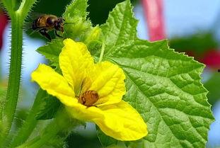 吃冰糖蜜瓜视频  第1张