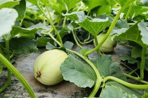 小苏吃瓜后续,揭秘娱乐圈背后的真相与反转  第3张